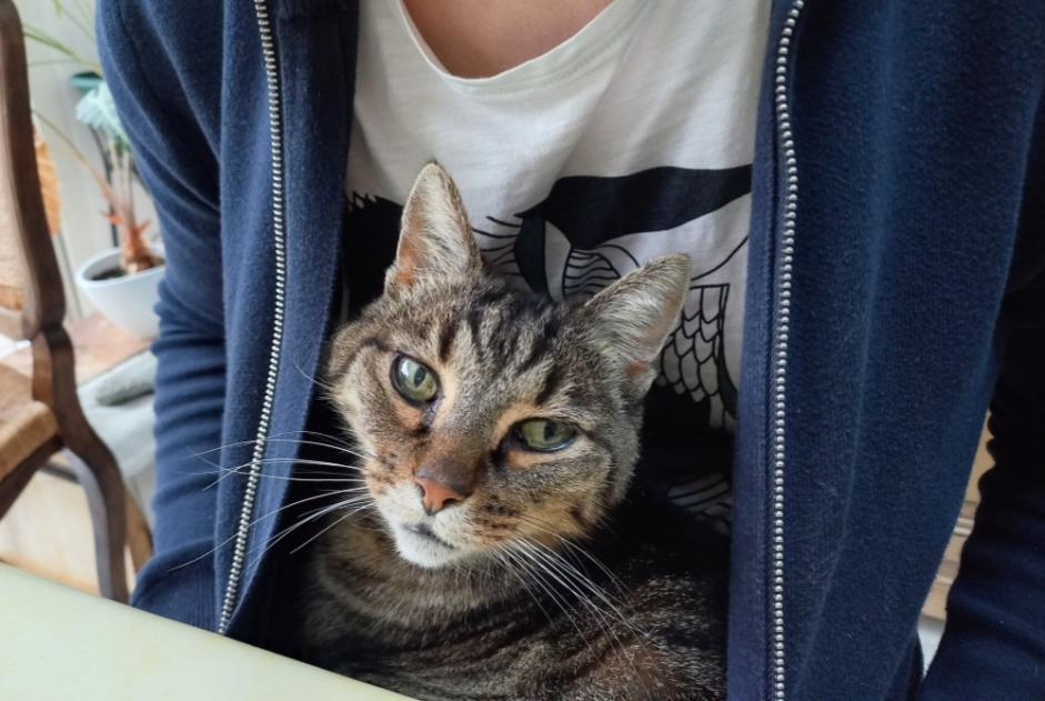 Vermisstmeldung Katze  Männliche , 17 jahre Saint-Hilaire-de-Riez Frankreich