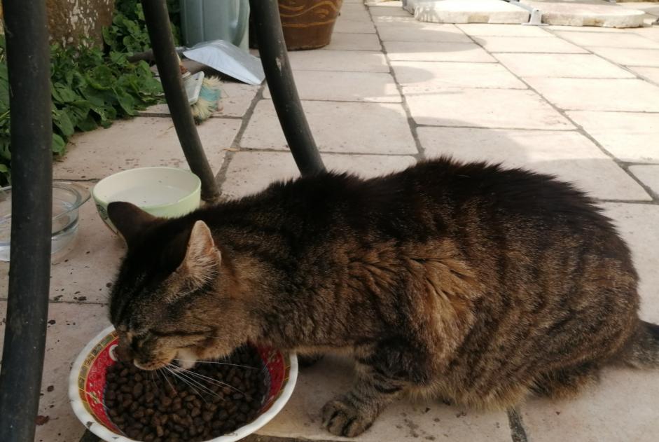 Vermisstmeldung Katze  Männliche , 17 jahre Saint-Hilaire-de-Riez Frankreich