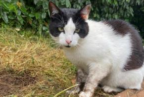 Vermisstmeldung Katze rassenmischung  Männliche , 2 jahre Moelan sur mer Frankreich