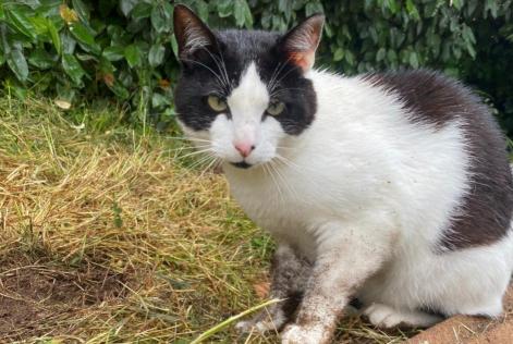 Vermisstmeldung Katze rassenmischung  Männliche , 2 jahre Moelan sur mer Frankreich