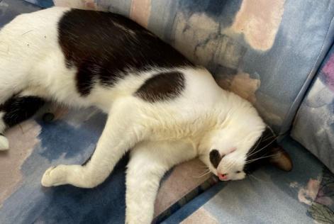 Vermisstmeldung Katze rassenmischung  Männliche , 2 jahre Moelan sur mer Frankreich