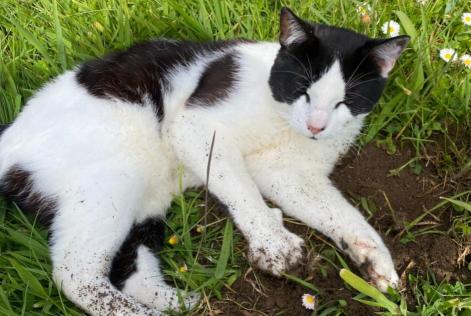 Vermisstmeldung Katze rassenmischung  Männliche , 2 jahre Moelan sur mer Frankreich