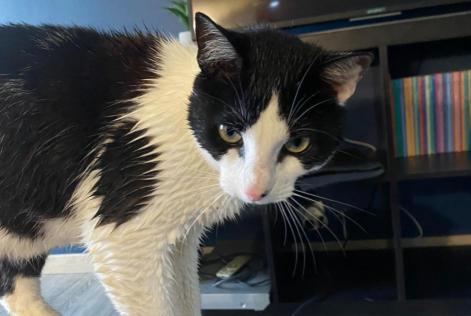 Vermisstmeldung Katze rassenmischung  Männliche , 2 jahre Moelan sur mer Frankreich