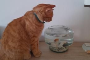 Vermisstmeldung Katze Männliche , 6 jahre Orléans Frankreich