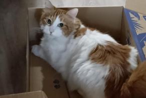 Vermisstmeldung Katze rassenmischung  Männliche , 11 jahre Gaillac Frankreich