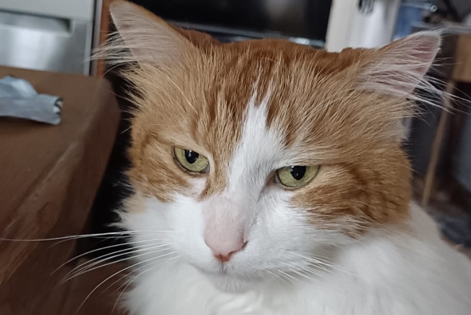 Vermisstmeldung Katze rassenmischung  Männliche , 11 jahre Gaillac Frankreich