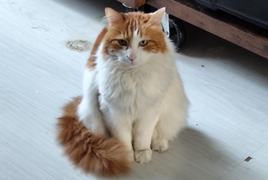 Vermisstmeldung Katze rassenmischung  Männliche , 11 jahre Gaillac Frankreich
