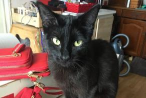 Vermisstmeldung Katze Weiblich , 5 jahre Tignieu-Jameyzieu Frankreich