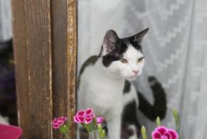 Vermisstmeldung Katze Weiblich , 5 jahre Tignieu-Jameyzieu Frankreich
