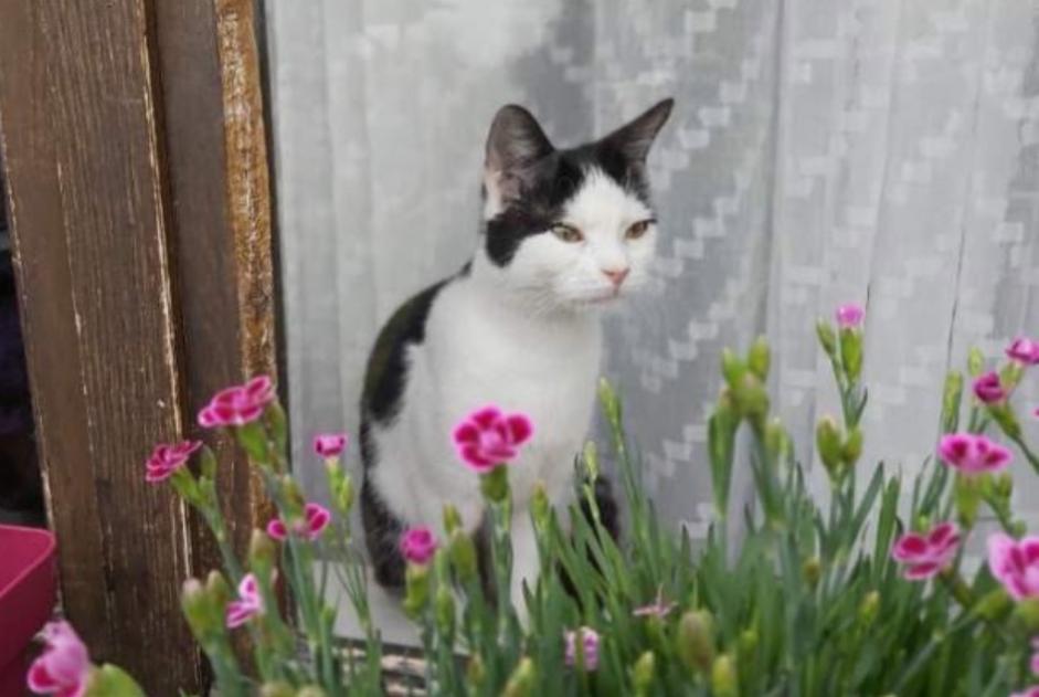 Vermisstmeldung Katze Weiblich , 5 jahre Tignieu-Jameyzieu Frankreich