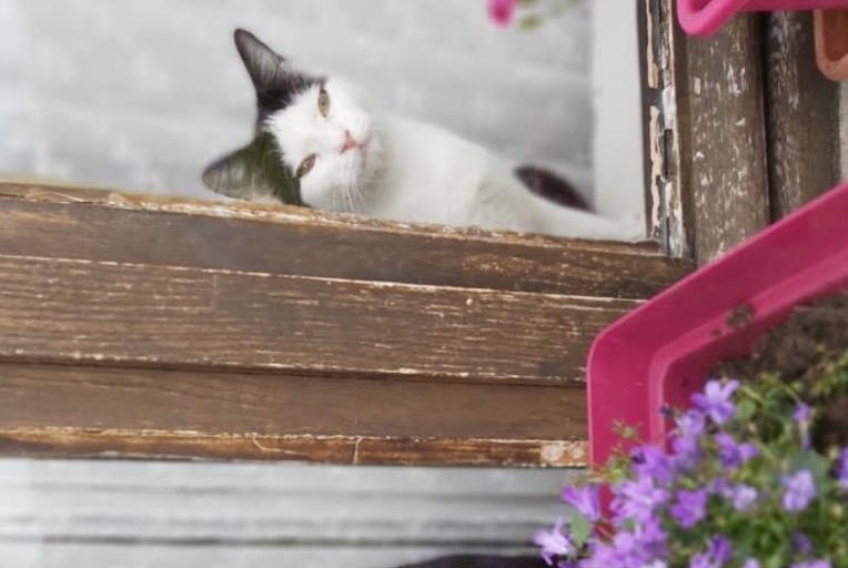Vermisstmeldung Katze Weiblich , 5 jahre Tignieu-Jameyzieu Frankreich