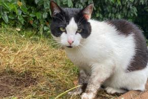 Vermisstmeldung Katze Männliche , 2 jahre Moëlan-sur-Mer Frankreich