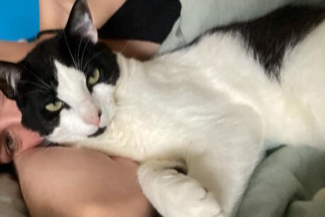 Vermisstmeldung Katze Männliche , 2 jahre Moëlan-sur-Mer Frankreich