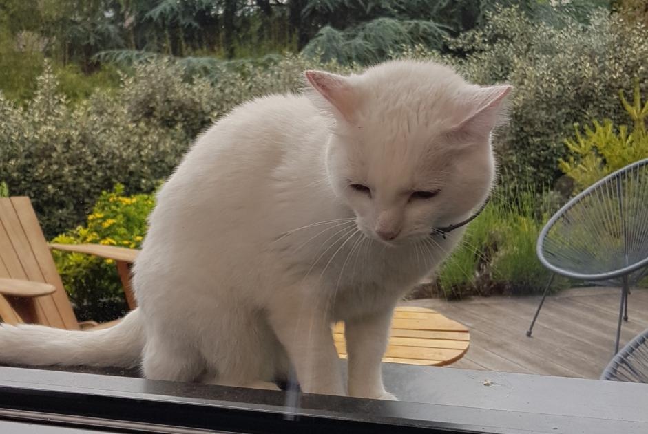 Fundmeldung Katze Unbekannt Larringes Frankreich