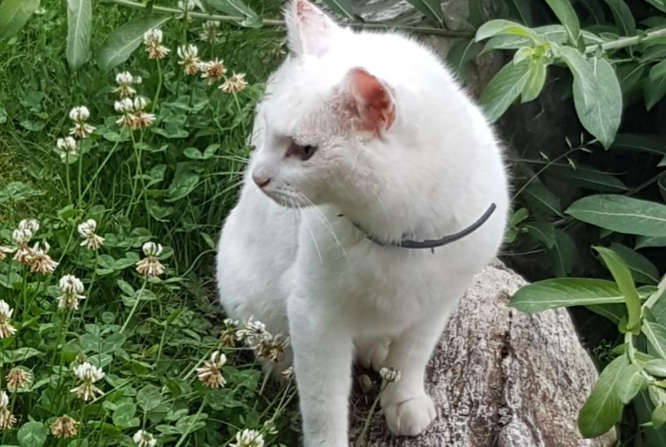 Fundmeldung Katze Unbekannt Larringes Frankreich
