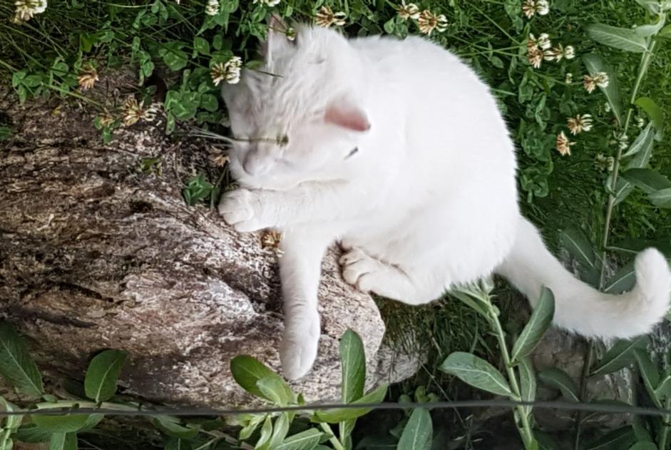 Fundmeldung Katze Unbekannt Larringes Frankreich