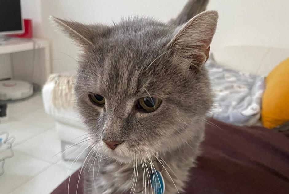 Vermisstmeldung Katze Männliche , 17 jahre Cormeilles-en-Parisis Frankreich