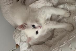 Vermisstmeldung Katze  Männliche , 0 jahre Tremblay-en-France Frankreich