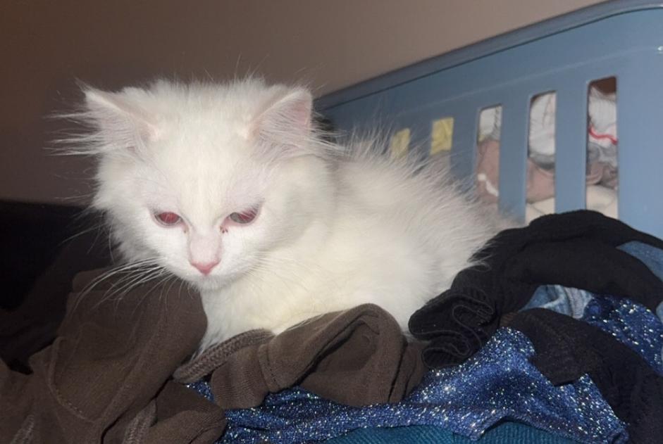 Vermisstmeldung Katze  Männliche , 0 jahre Tremblay-en-France Frankreich