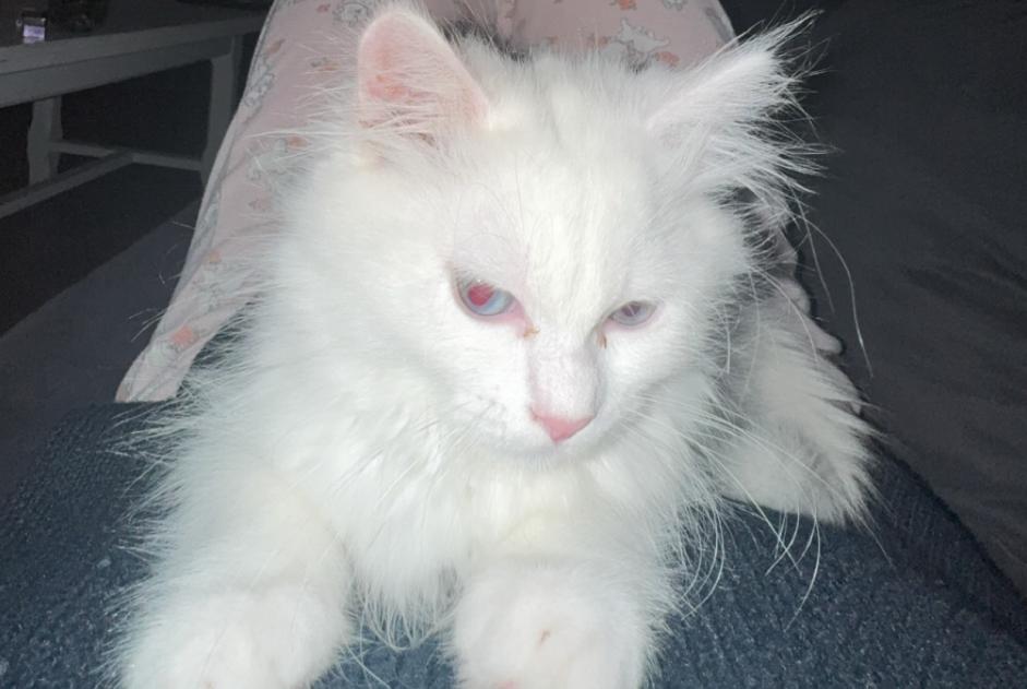 Vermisstmeldung Katze  Männliche , 0 jahre Tremblay-en-France Frankreich