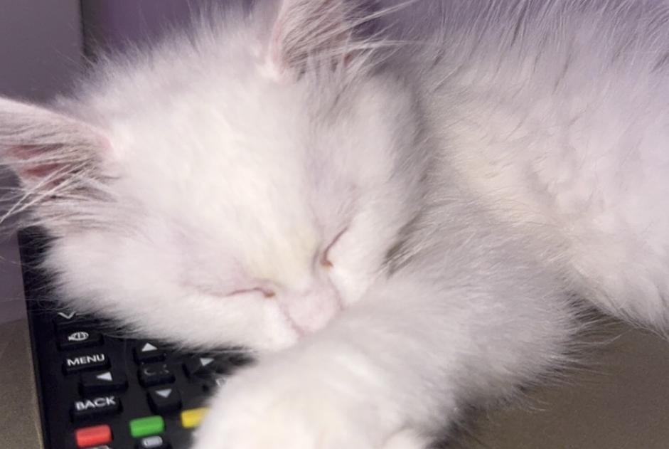 Vermisstmeldung Katze  Männliche , 0 jahre Tremblay-en-France Frankreich