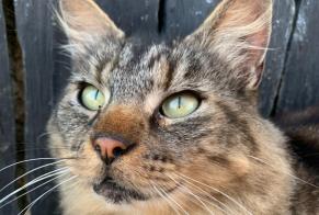 Vermisstmeldung Katze rassenmischung  Männliche , 7 jahre La Baconnière Frankreich