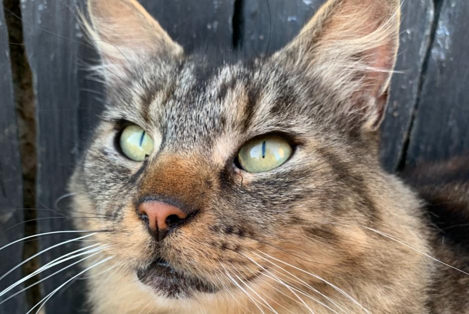 Vermisstmeldung Katze rassenmischung  Männliche , 7 jahre La Baconnière Frankreich