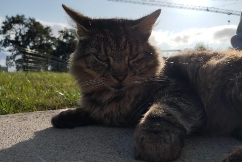 Vermisstmeldung Katze rassenmischung  Männliche , 7 jahre La Baconnière Frankreich