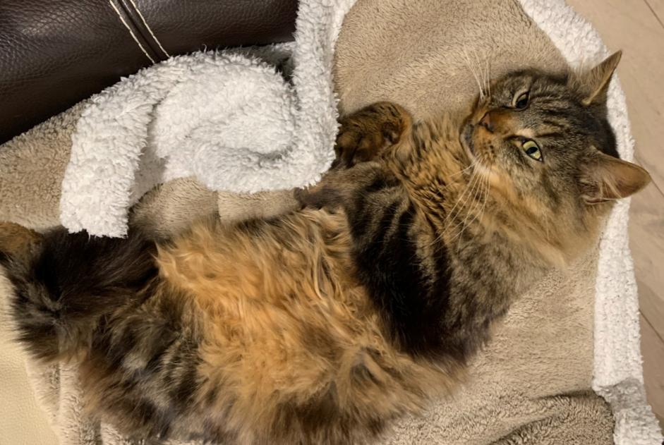 Vermisstmeldung Katze rassenmischung  Männliche , 7 jahre La Baconnière Frankreich