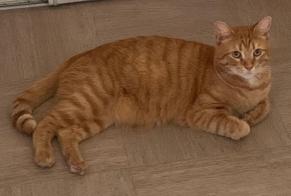 Vermisstmeldung Katze  Männliche , 7 jahre Évreux Frankreich