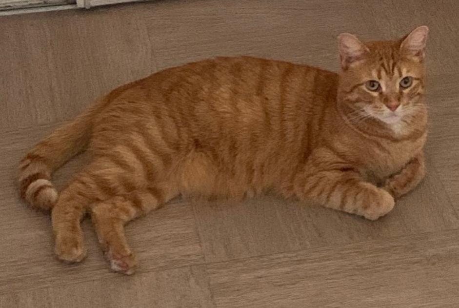 Vermisstmeldung Katze  Männliche , 7 jahre Évreux Frankreich