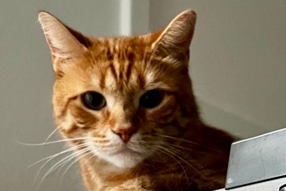 Vermisstmeldung Katze  Männliche , 7 jahre Évreux Frankreich
