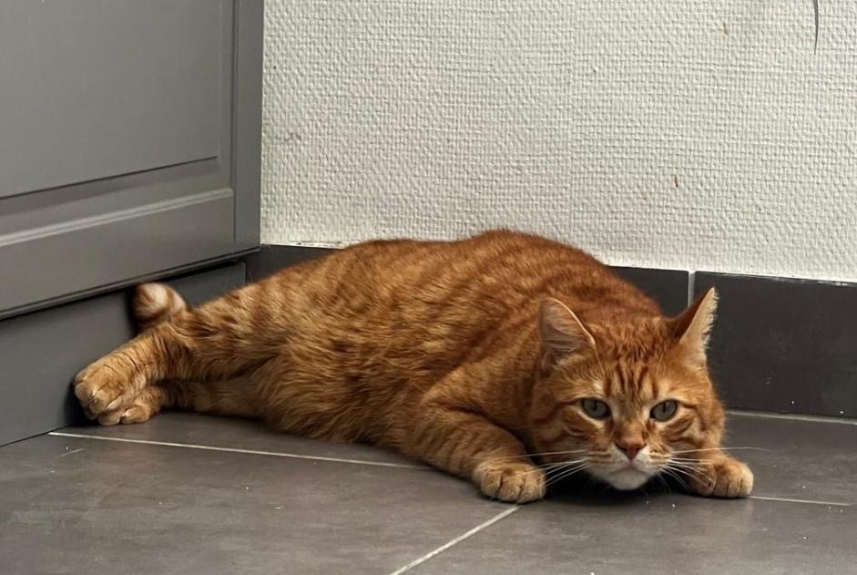 Vermisstmeldung Katze  Männliche , 7 jahre Évreux Frankreich