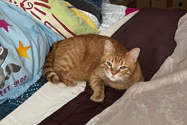 Vermisstmeldung Katze  Männliche , 7 jahre Évreux Frankreich