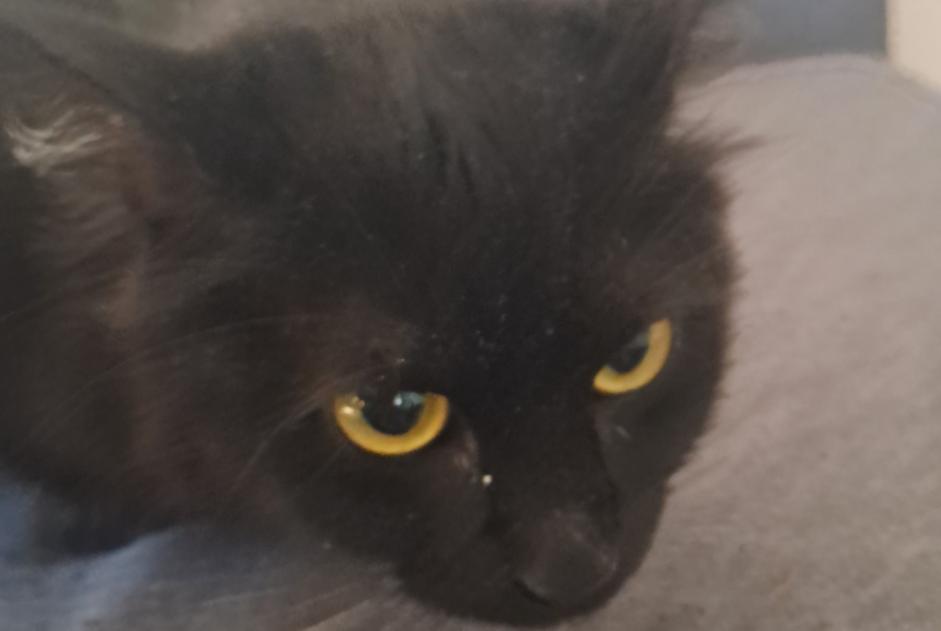 Fundmeldung Katze Weiblich Nantes Frankreich