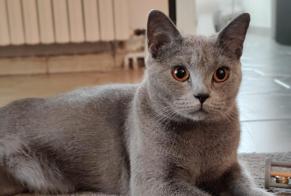 Vermisstmeldung Katze  Weiblich , 5 jahre Pibrac Frankreich