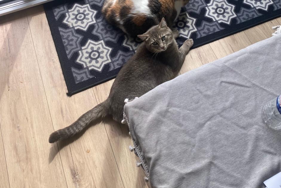 Fundmeldung Katze Männliche , 3 Jahre Dinard Frankreich