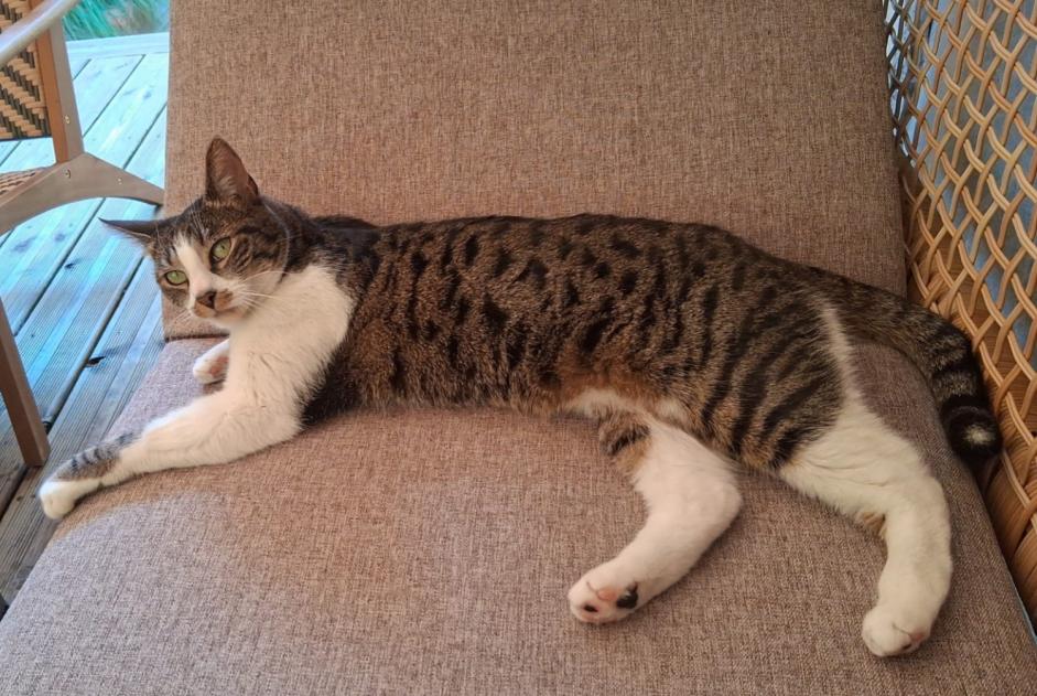 Vermisstmeldung Katze rassenmischung  Weiblich , 5 jahre Noisy-le-Sec Frankreich