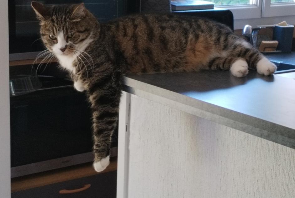 Vermisstmeldung Katze rassenmischung  Weiblich , 7 jahre Conches-sur-Gondoire Frankreich