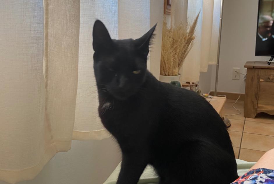 Vermisstmeldung Katze Männliche , 3 jahre Torreilles Frankreich