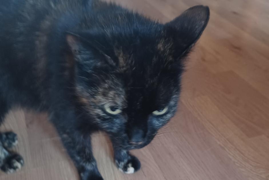 Fundmeldung Katze rassenmischung  Weiblich Lens Frankreich