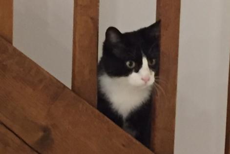 Disappearance alert Cat miscegenation  Male , 10 years Chasseneuil-du-Poitou France