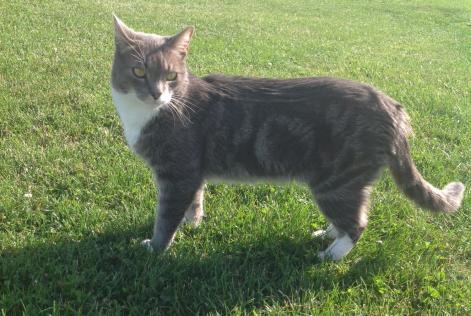 Disappearance alert Cat Male , 11 years Ormes France
