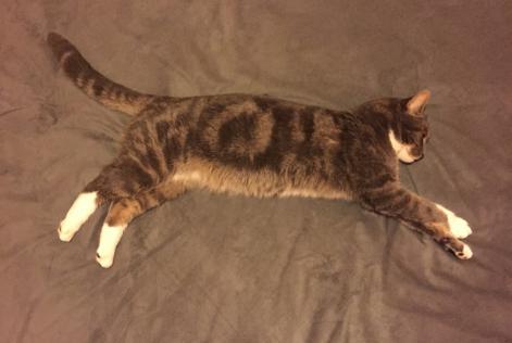 Disappearance alert Cat Male , 11 years Ormes France
