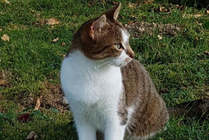 Disappearance alert Cat Female , 12 years Saint-Genis-Laval France