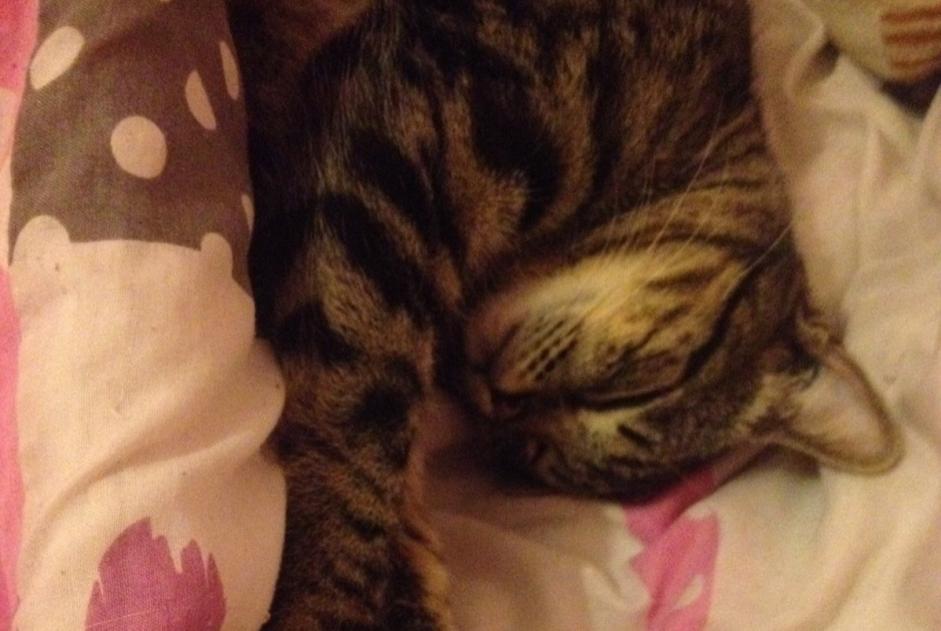 Disappearance alert Cat  Male , 10 years Narbonne France