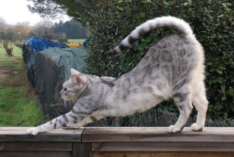 Disappearance alert Cat  Male , 10 years Coulaures France