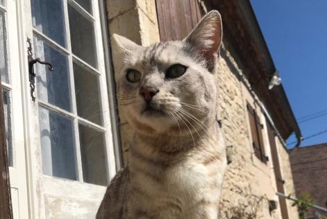 Disappearance alert Cat  Male , 10 years Coulaures France