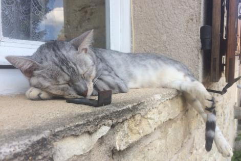 Disappearance alert Cat  Male , 10 years Coulaures France