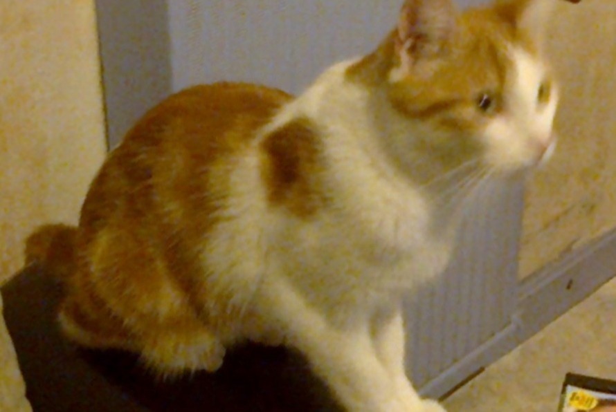 Disappearance alert Cat  Male , 8 years Vesles-et-Caumont France